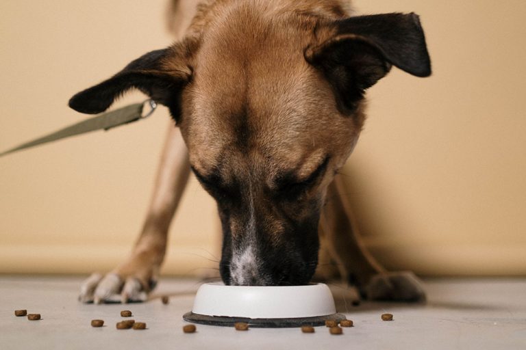 The Best Dog Food For Optimal Health And Energy Levels